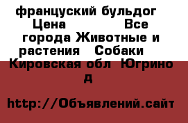 француский бульдог › Цена ­ 40 000 - Все города Животные и растения » Собаки   . Кировская обл.,Югрино д.